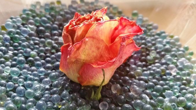 Silicagel, trocknen, Blume, Rose