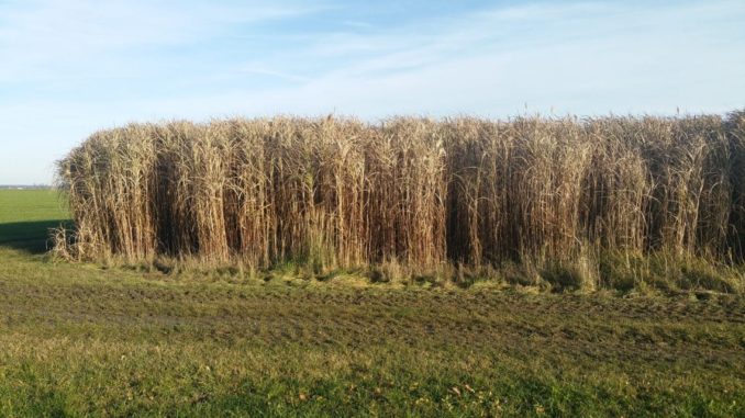 Miscanthus, Schilf, Gras, Chinaschilf Miscanthus, Schilf, Gras, Chinaschilf