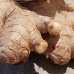 Topinambur, Kartoffel, Süßkartoffel, Gartenzeitung.com