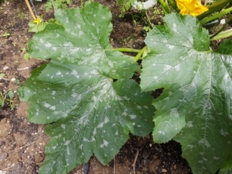 Mehltau Zucchini
