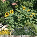 Sonnenblume, Garten, Zaun