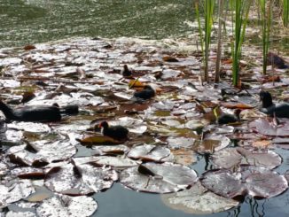 Teich, Wasser, Ente, Seerose
