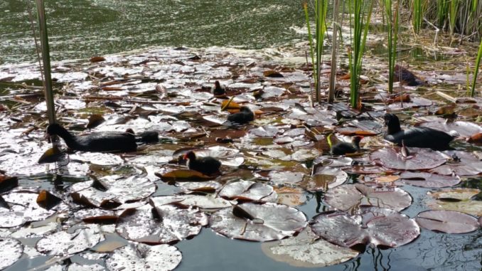 Teich, Wasser, Ente, Seerose Teich, Wasser, Ente, Seerose
