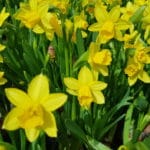 Narzisse, Osterglocken, Gartenzeitung.com