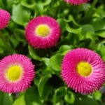 Bellis, Gartenzeitung.com