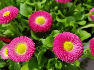 Bellis, Gartenzeitung.com