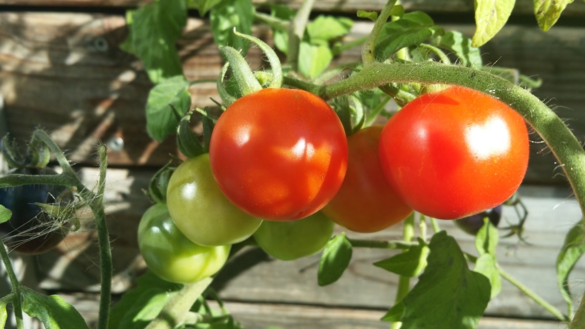 Reife Tomaten ernten, Gartenzeitung.com