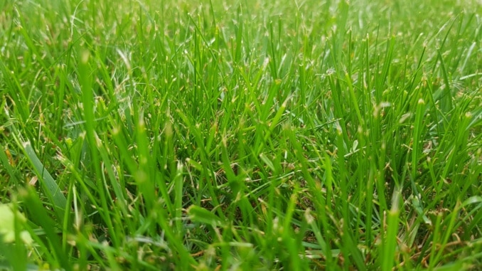 Rasen, Wiese Rasen, Wiese