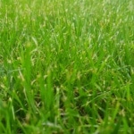 Rasen, Wiese