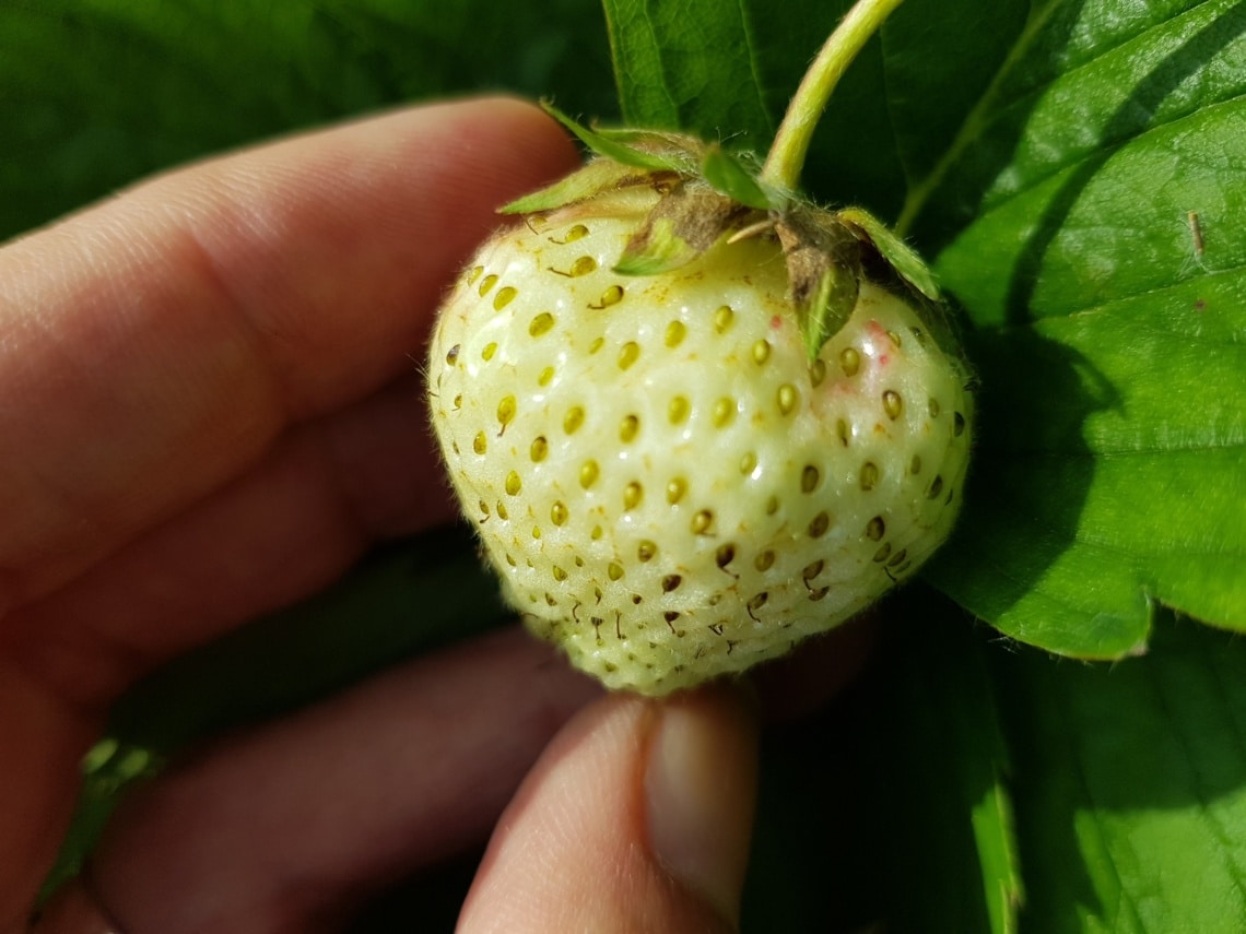 Kranke Person Vermitteln Wie schön erdbeeren reif Fest subtil Veraltet