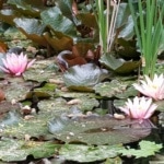 Seerose, Wasserpflanze, Teich,