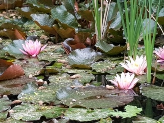Seerose, Wasserpflanze, Teich,
