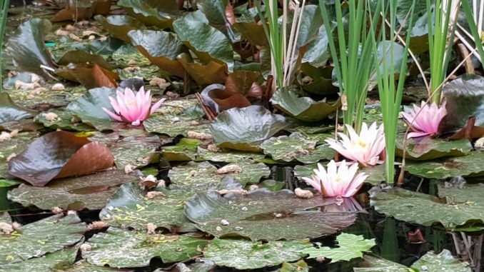 Seerose, Wasserpflanze, Teich, Seerose, Wasserpflanze, Teich,