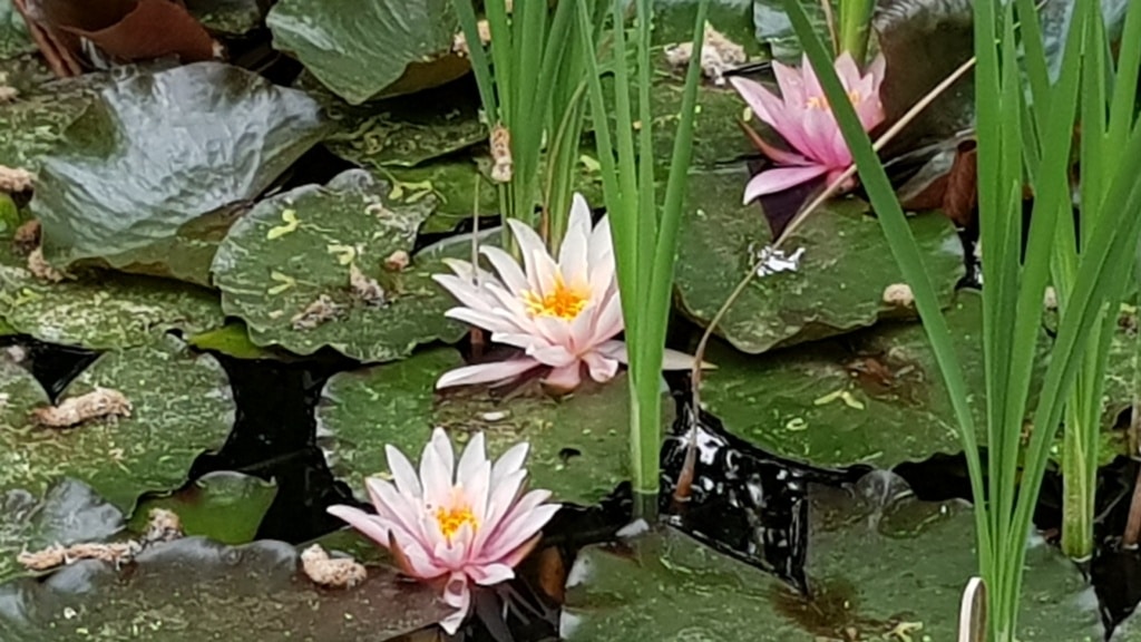 Seerose, Wasserpflanze, Teich,