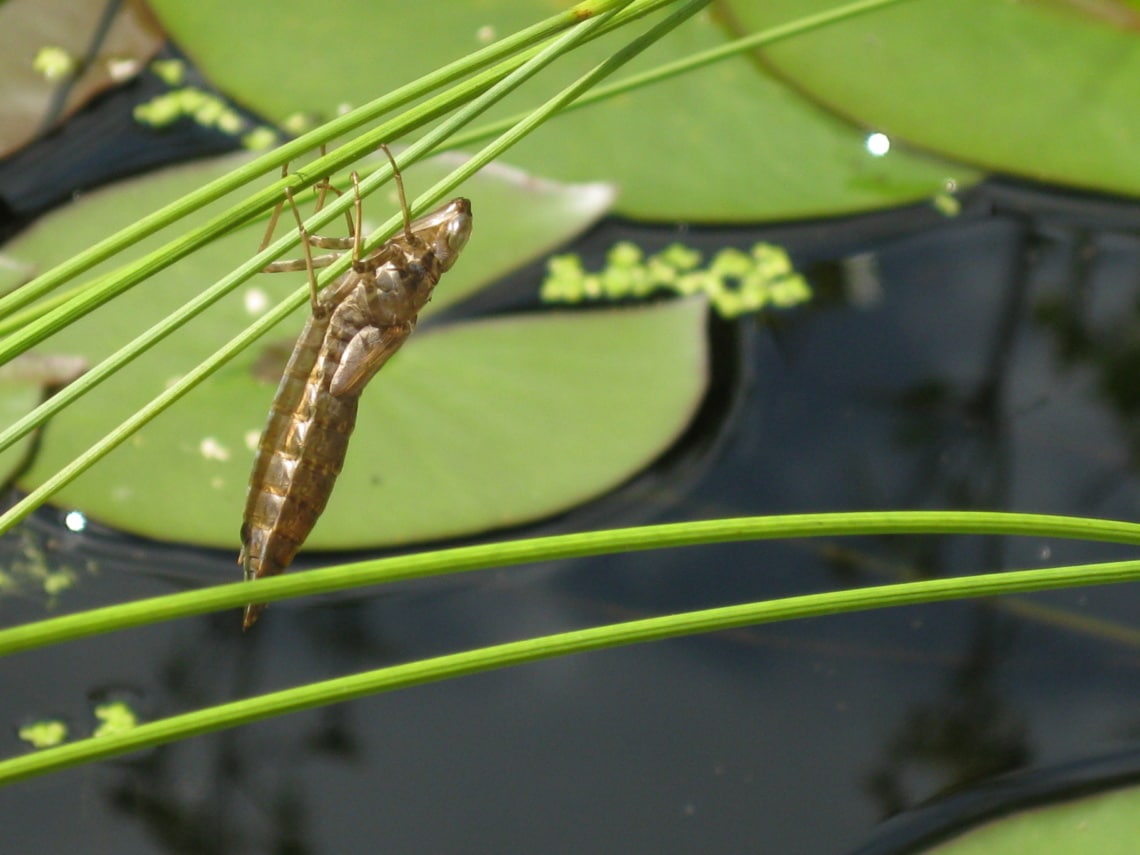 Libellen am Gartenteich Wissenswertes über die Libelle