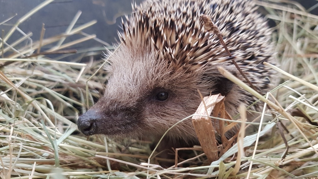 Igel, Nützling, Tier, Winterschlaf, Gartenzeitung.com