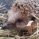 Igel, Nützling, Tier, Winterschlaf, Gartenzeitung.com