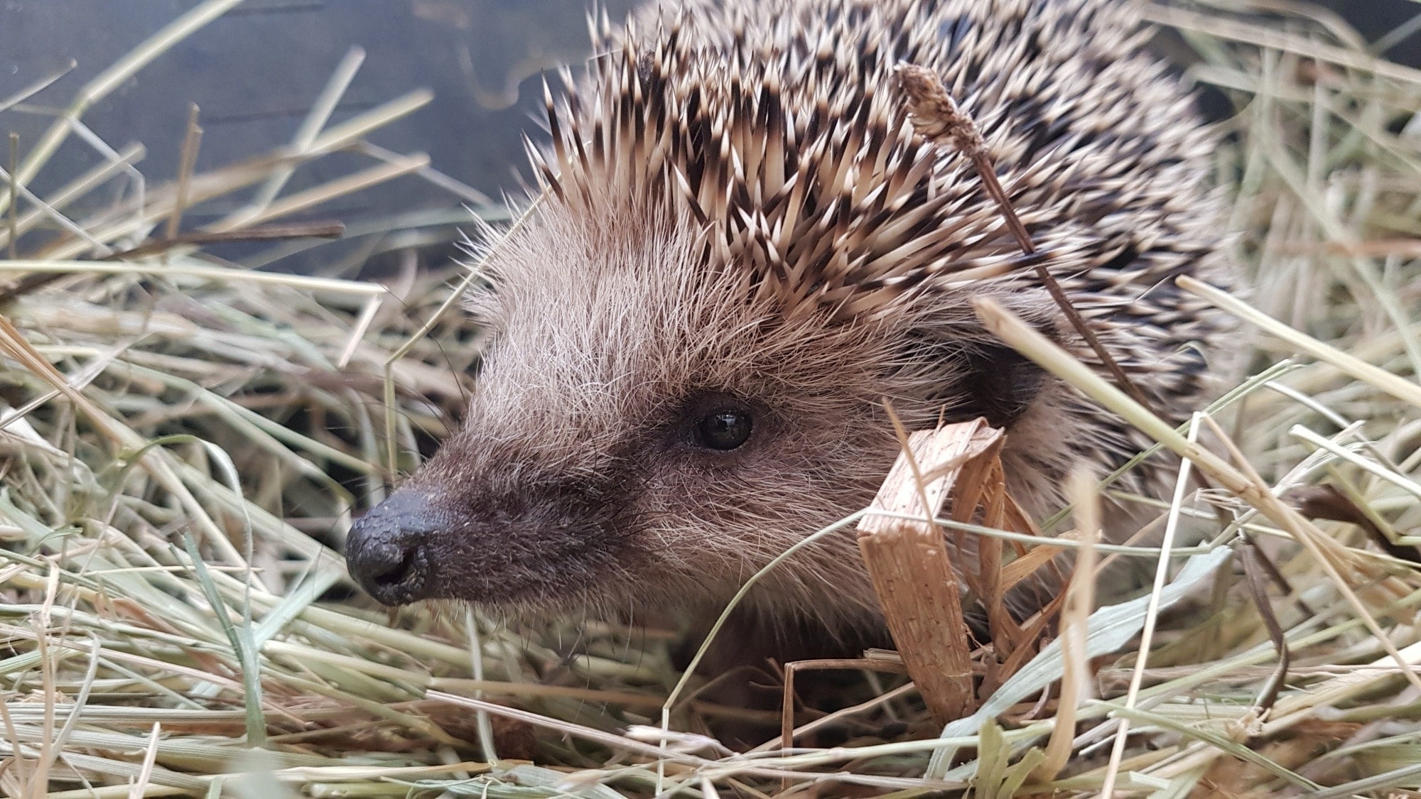 Wie Schminke Ich Mich Als Igel
