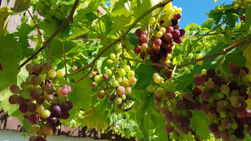 Wein, Weintrauben, Kletterpflanze, Gartenzeitung.com