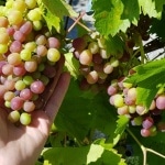 Wein, Weintrauben, Kletterpflanze, Gartenzeitung.com