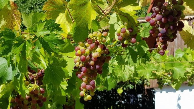 Wein, Weintrauben, Kletterpflanze, Gartenzeitung.com
