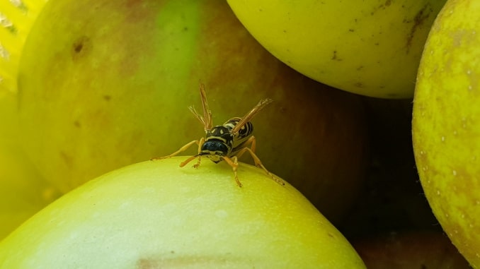 Wespe, Wespen, Nützlinge, Tiere, Gartenzeitung.com