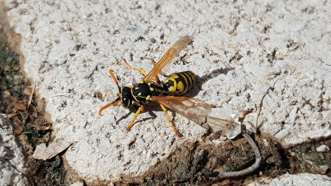 Wespe, Wespen, Nützlinge, Tiere, Gartenzeitung.com