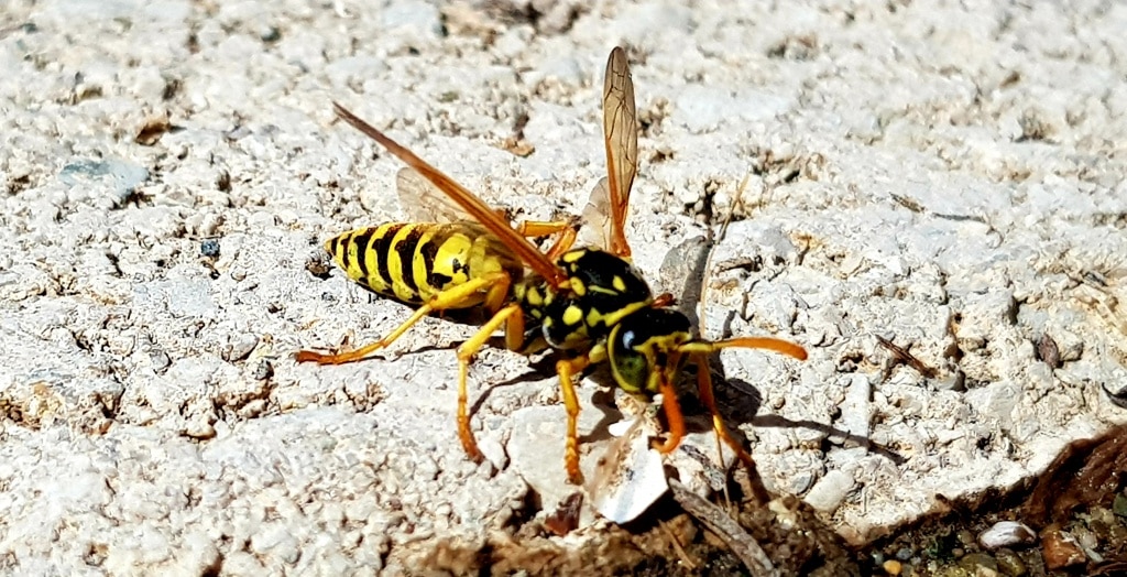 Wespe, Wespen, Nützlinge, Tiere, Gartenzeitung.com