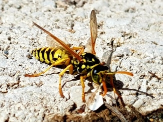 Wespe, Wespen, Nützlinge, Tiere, Gartenzeitung.com