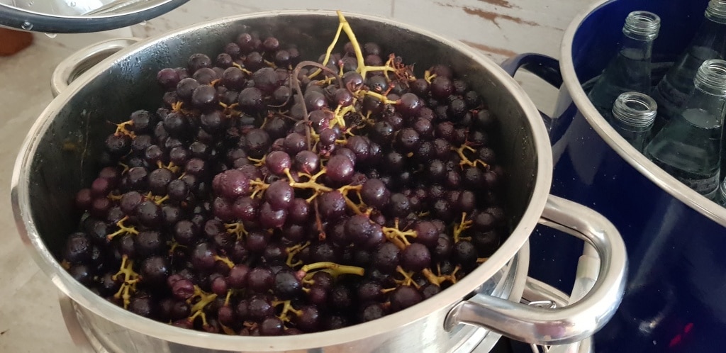 Dampfentsafter, entsaften, Saft machen, Weintrauben, Traubensaft, Gartenzeitung.com