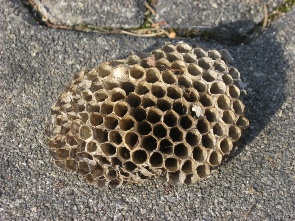 Wespennest, Wespe, Wespen, Nützlinge, Tiere, Gartenzeitung.com