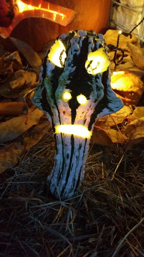 Kürbis, Halloween, schnitzen, Kürbisse, Herbst, Gartenzeitung.com