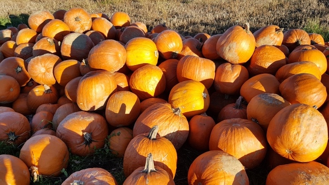 Kürbis, Halloween, schnitzen, Kürbisse, Herbst, Gartenzeitung.com