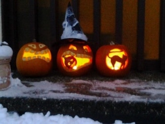 Kürbis, Halloween, schnitzen, Kürbisse, Herbst, Gartenzeitung.com