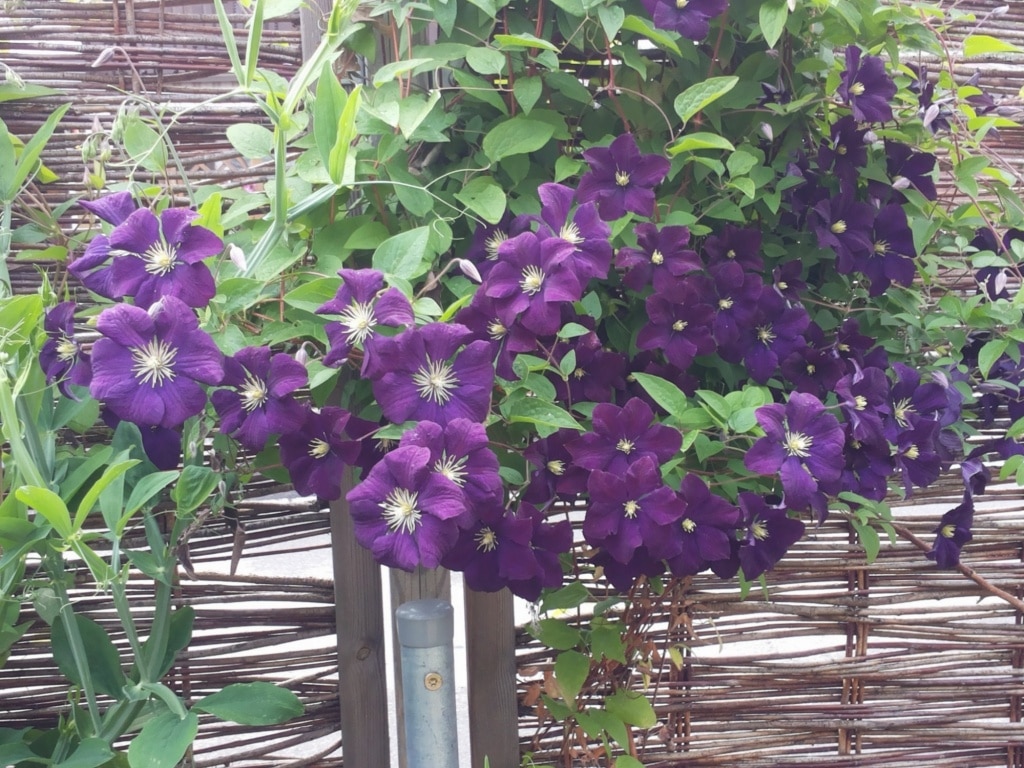 Clematis, Waldrebe, Kletterpflanze, Gartenzeitung.com