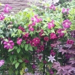 Clematis, Waldrebe, Kletterpflanze, Gartenzeitung.com