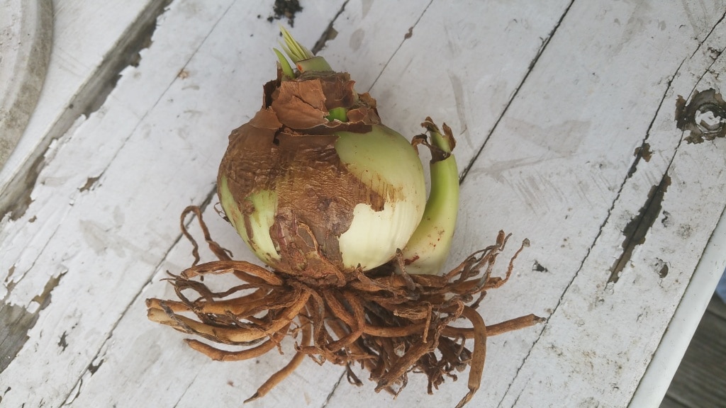 Amaryllis, Weihnachten, Zimmerpflanze, Gartenzeitung.com