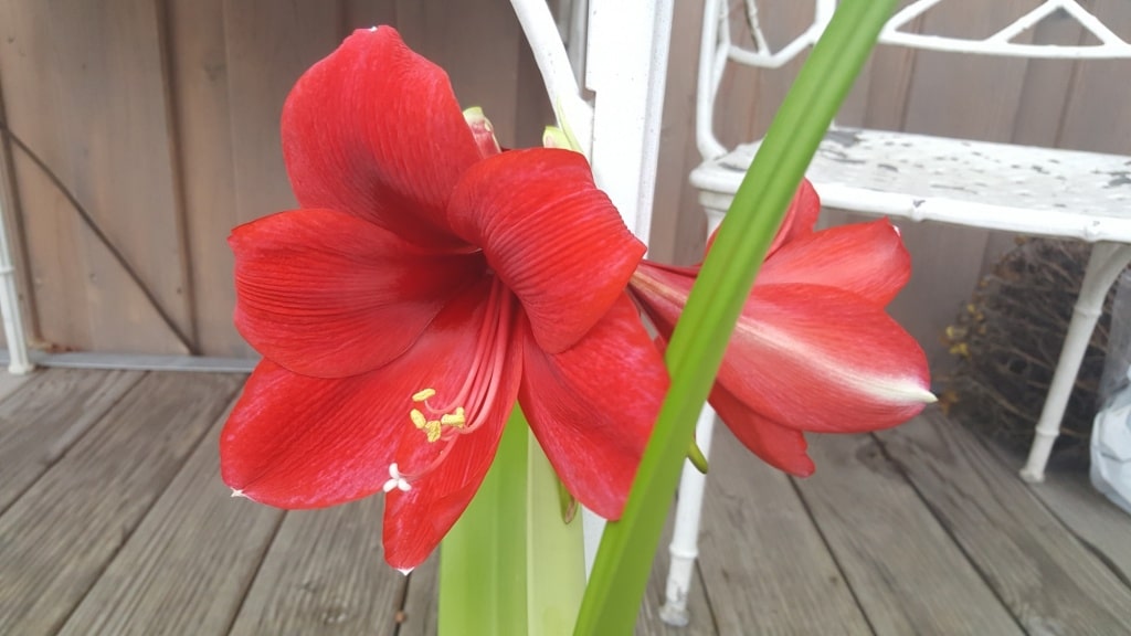 Amaryllis, Weihnachten, Zimmerpflanze, Gartenzeitung.com