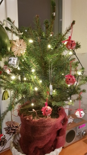 Weihnachtsbaum, Christbaum, Trieb, Tannenbaum, Topf, Gartenzeitung.com