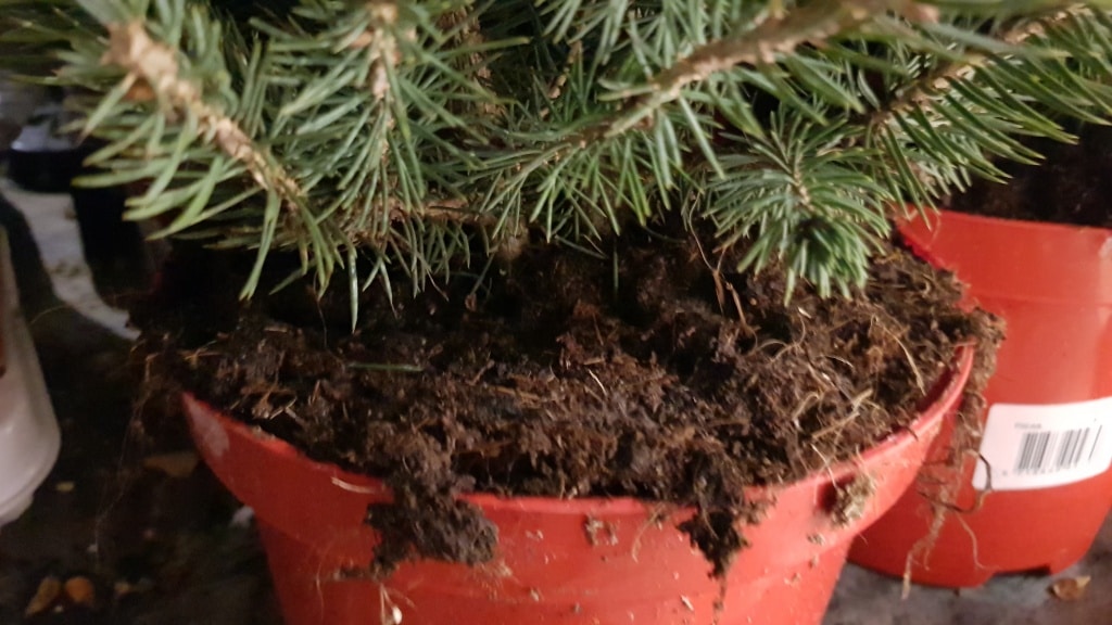 Christbaum, eingetopfter Baum, Topf, Weihnachten, Gartenzeitung.com