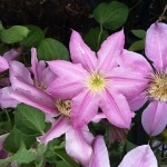 Clematis, Waldrebe, Kletterpflanze, Gartenzeitung.com