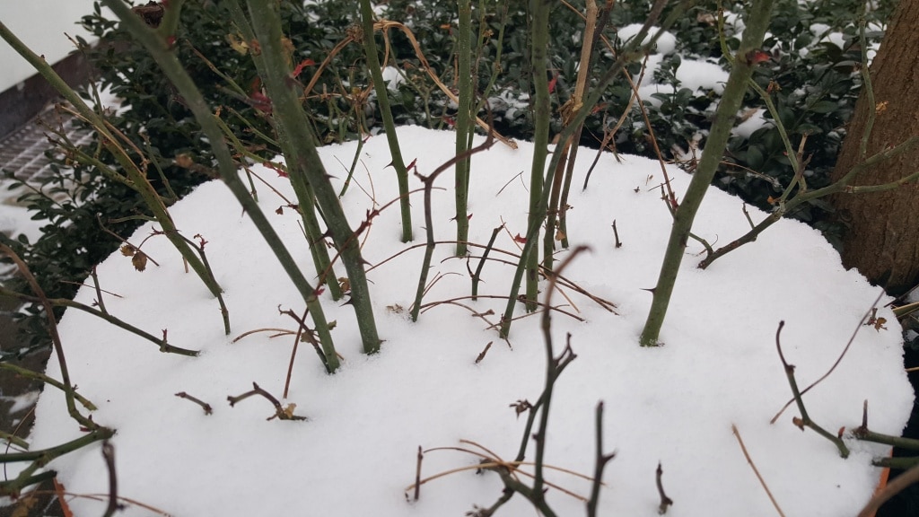 Winter, Schnee, Kübelpflanzen, Frost, Gartenzeitung.com