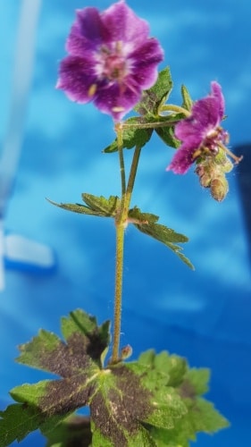 Storchenschnabel, Gartenzeitung.com