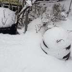Schnee, Winterschutz, Frost, Winter, Gartenzeitung.com