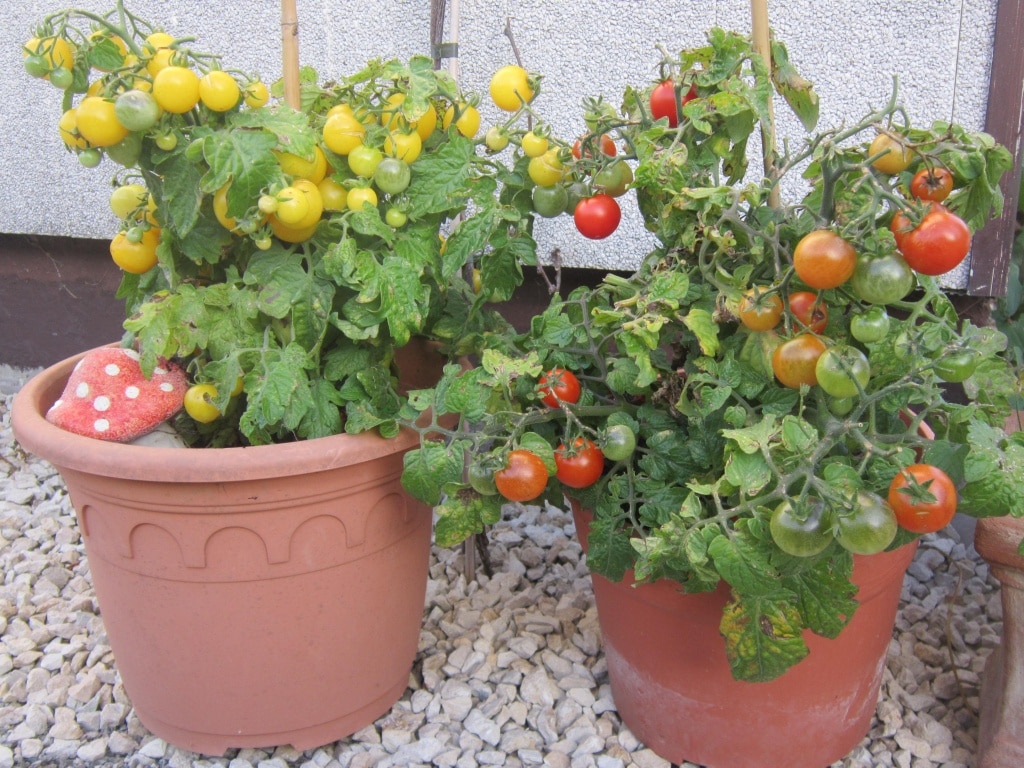 Tomaten im Topf, Naschgarten, Gartenzeitung.com