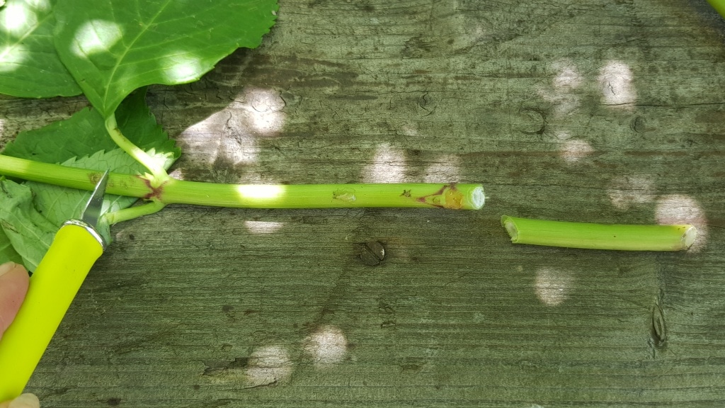 Hortensienstecklinge, Stecklinge, Hortensie