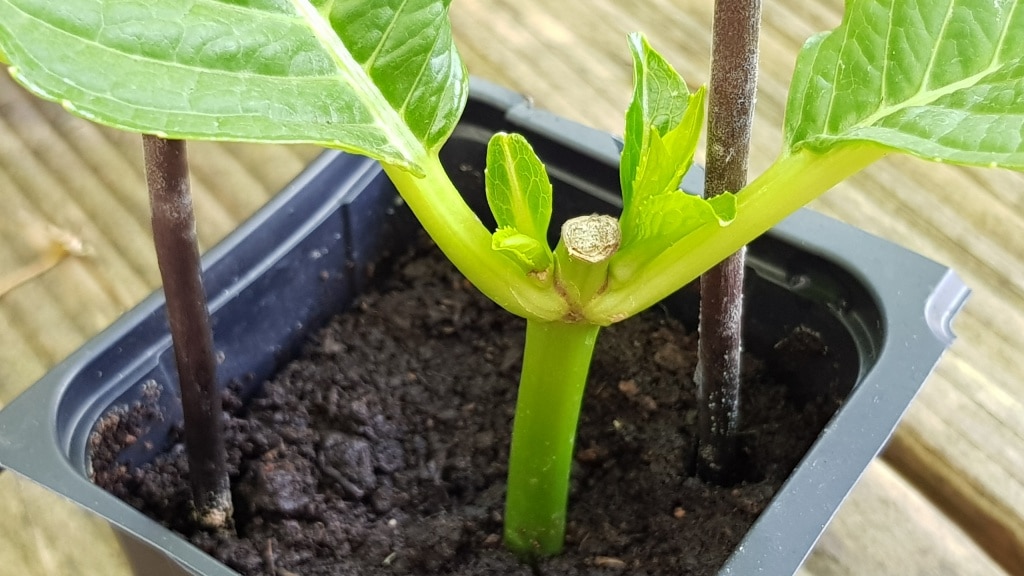 Hortensienstecklinge, Hortensien vermehren