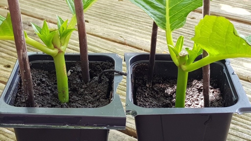 Hortensienstecklinge, Hortensien vermehren