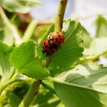Marienkäfer, Insekt, Käfer, Gartenzeitung.com