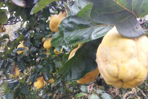 Reiche Ernte eines Quittenbaums